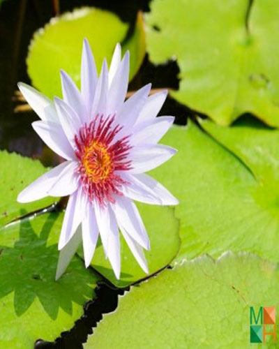  Tranh dán tường Hàn Quốc hoa súng tím FW - 238