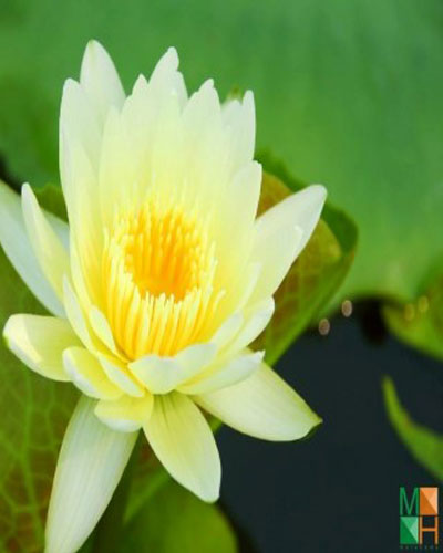  Tranh dán tường Hàn Quốc hoa súng vàng FW - 253