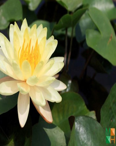  Tranh dán tường Hàn Quốc hoa súng vàng FW - 274