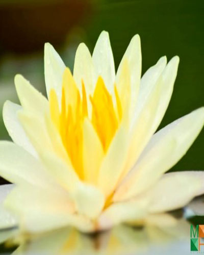  Tranh dán tường Hàn Quốc hoa súng vàng FW - 295