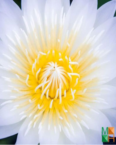  Tranh dán tường Hàn Quốc hoa súng FW - 298