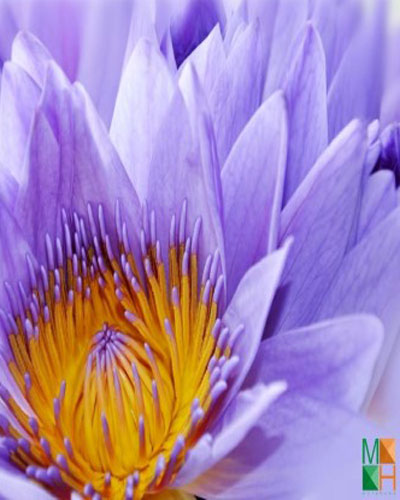  Tranh dán tường Hàn Quốc hoa súng tím FW - 299