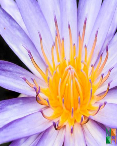  Tranh dán tường Hàn Quốc hoa súng 3D FW - 301