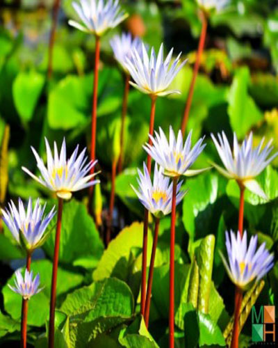  Tranh dán tường Hàn Quốc hoa súng tím FW - 304