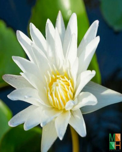  Tranh dán tường Hàn Quốc 3D hoa súng FW - 305